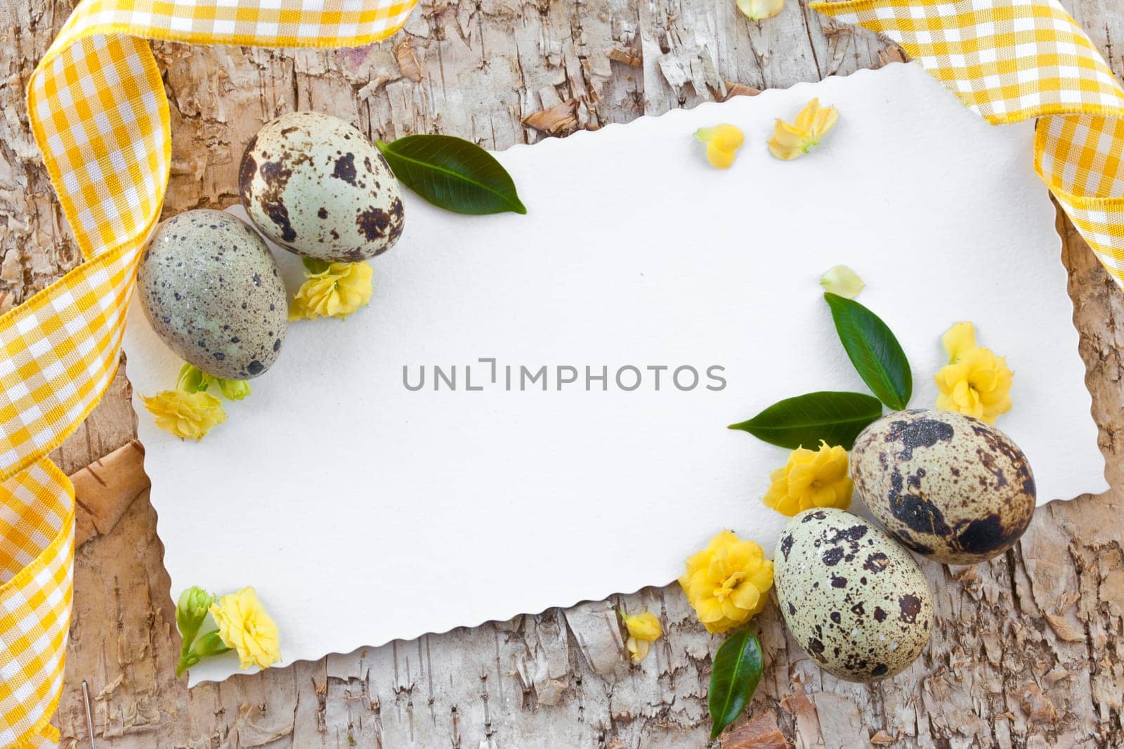 Quail eggs and yellow flowers on birch bark background