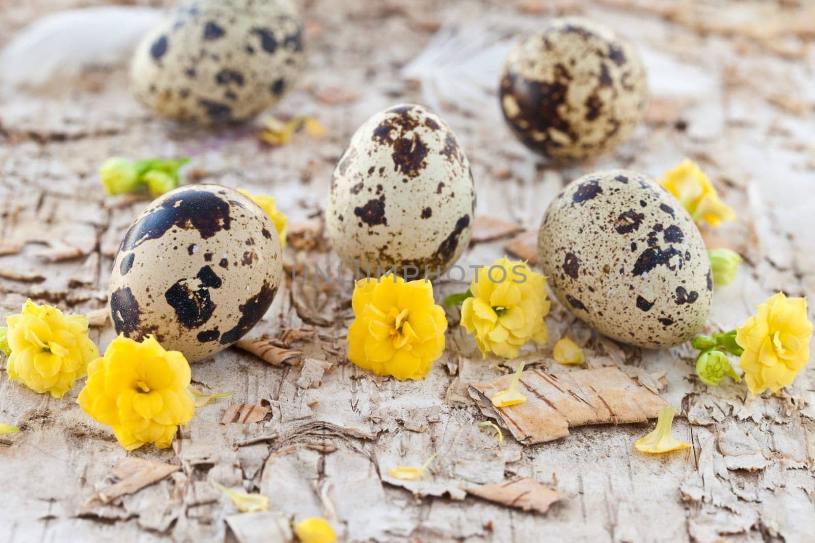 Quail eggs and yellow flowers on birch bark