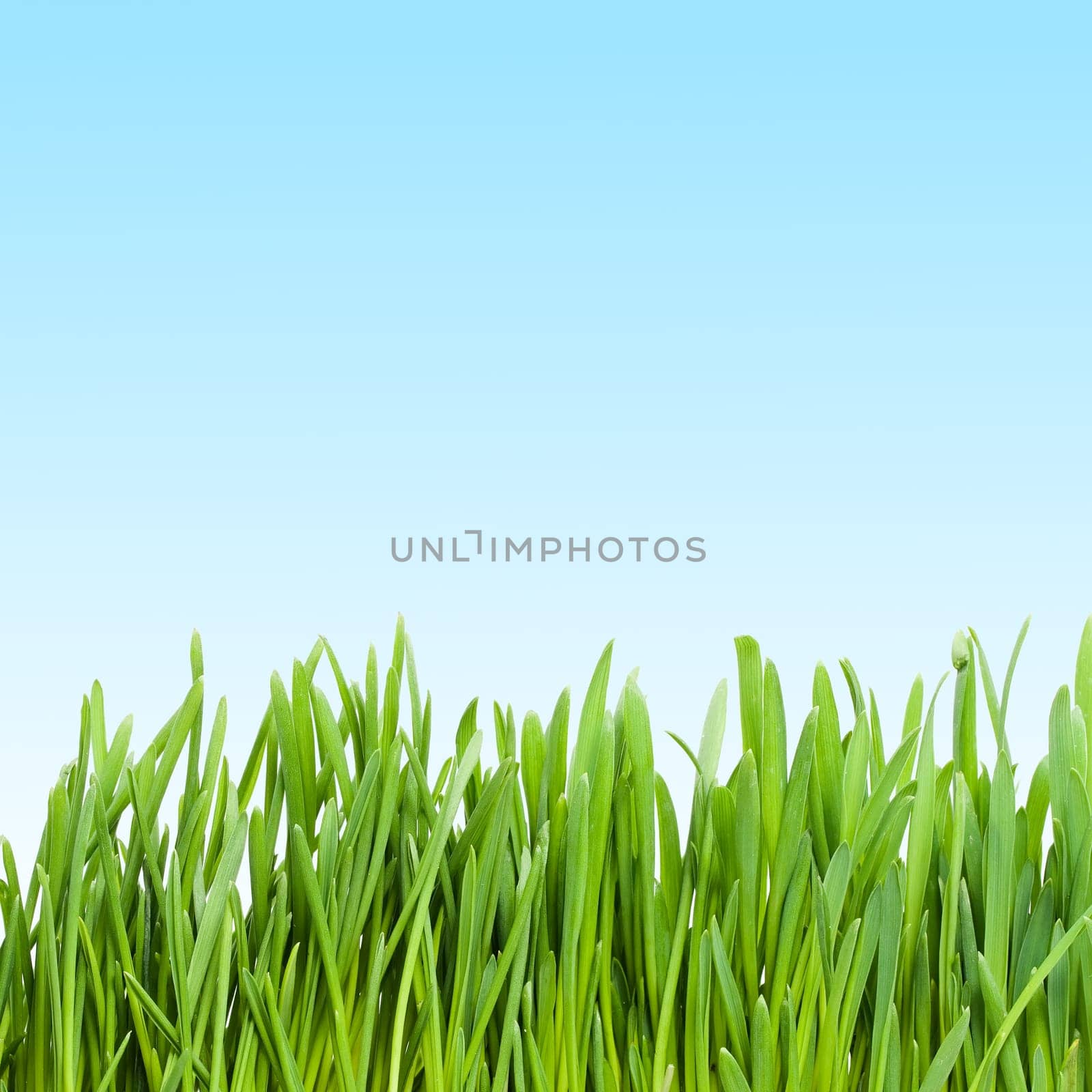 Fresh green grass under blue sky