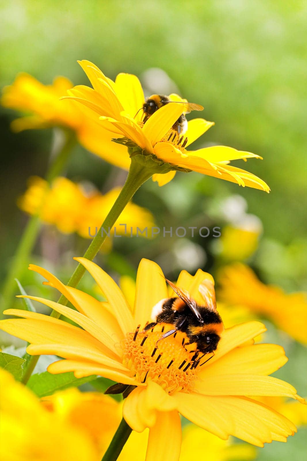 Bumble bees on false sunflowers or Heliopsis helianthoides in the garden in summer - vertical