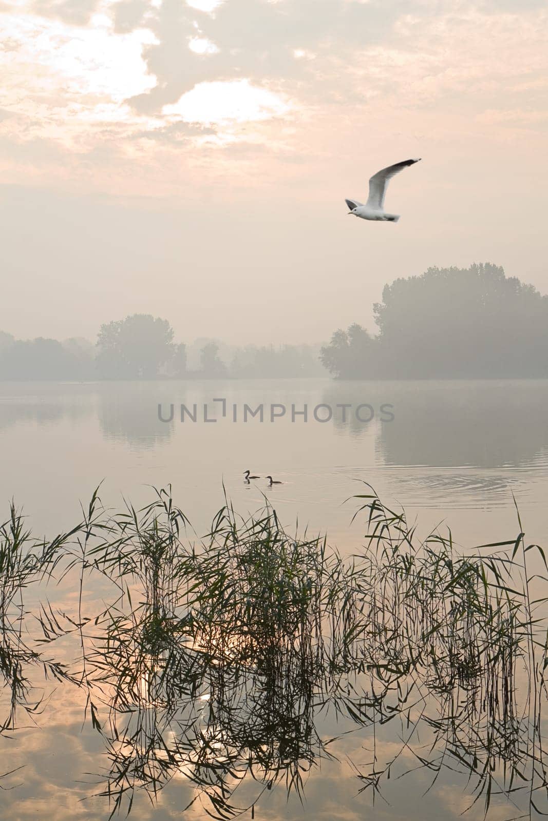 Birds, reed and a misty sunrise at the lake