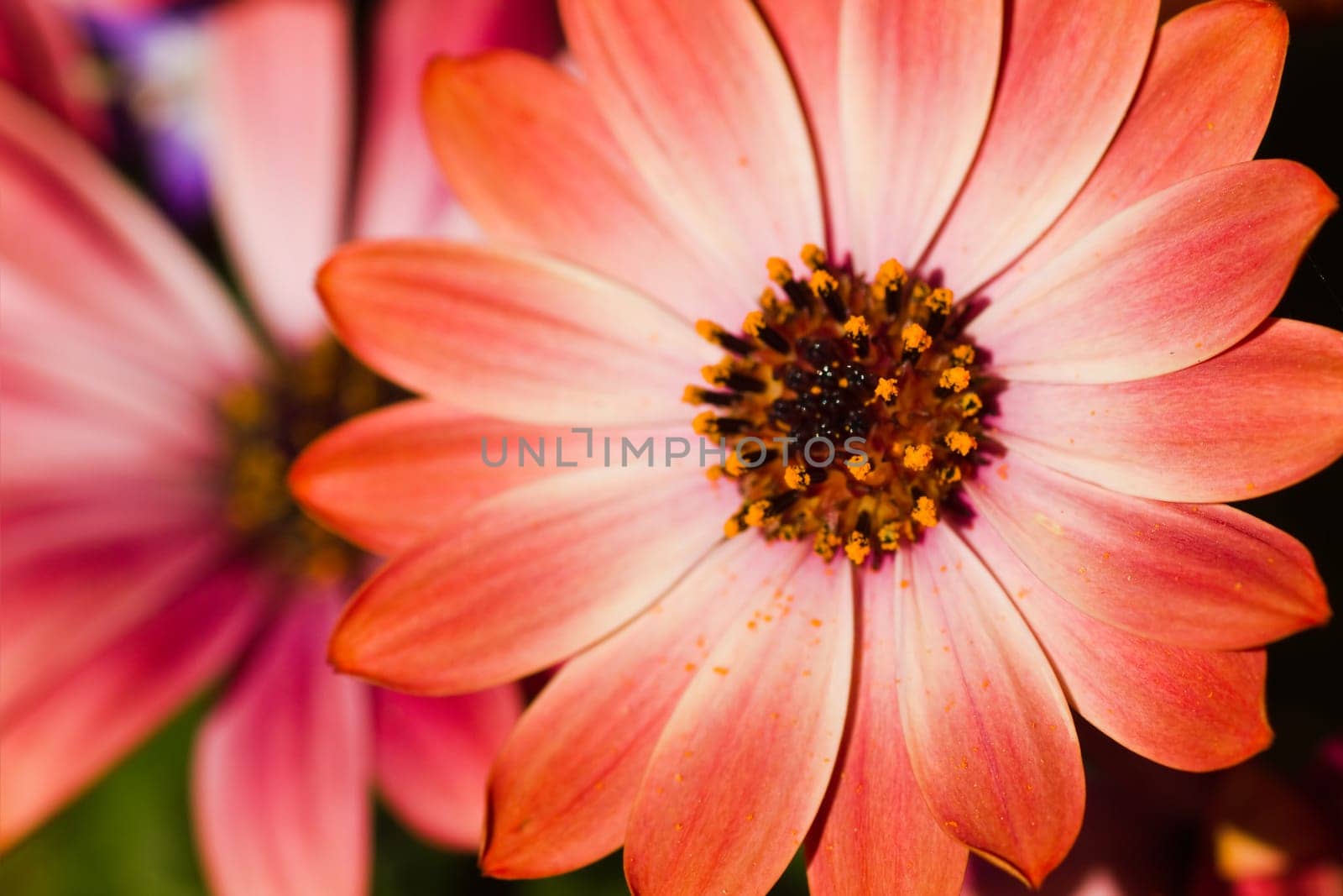 African daisy or Cape marigold flowers in close view