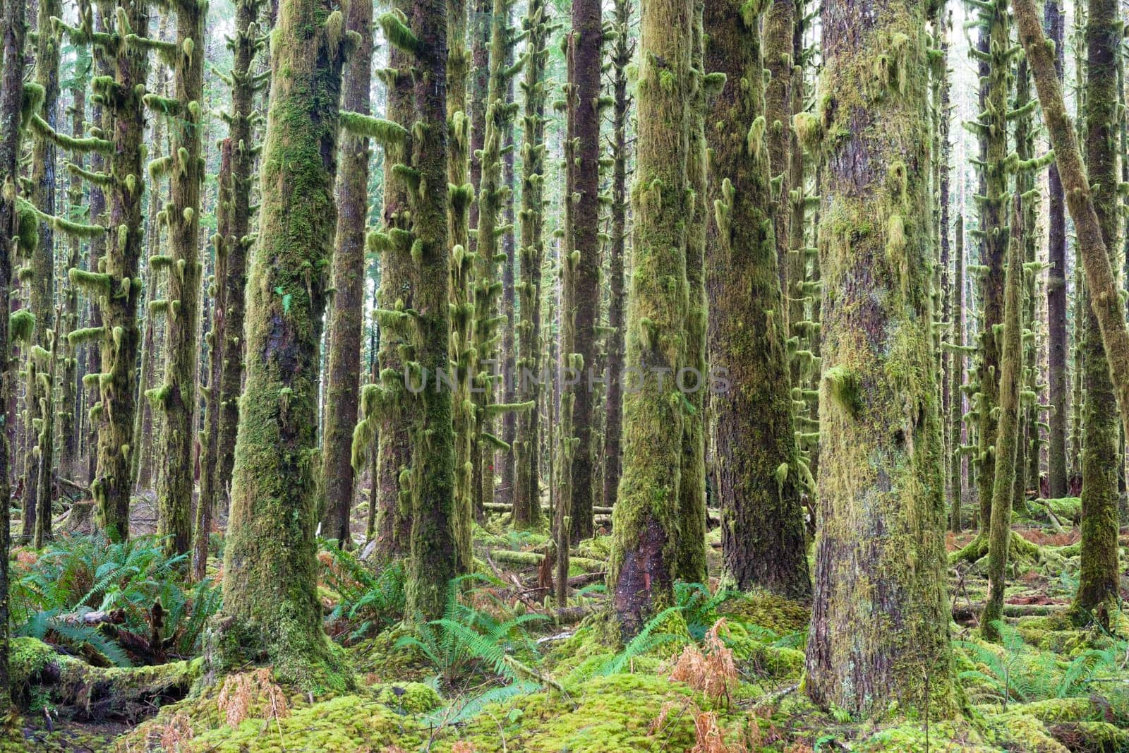 Cedar Trees Deep Forest Green Moss Covered Growth Hoh Rainforest