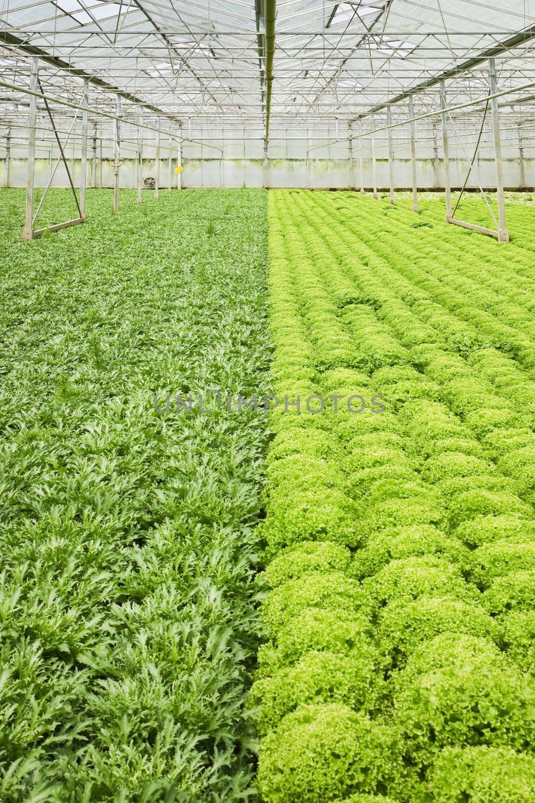 Greenhouse with growing Salad and Andive plants - vertical