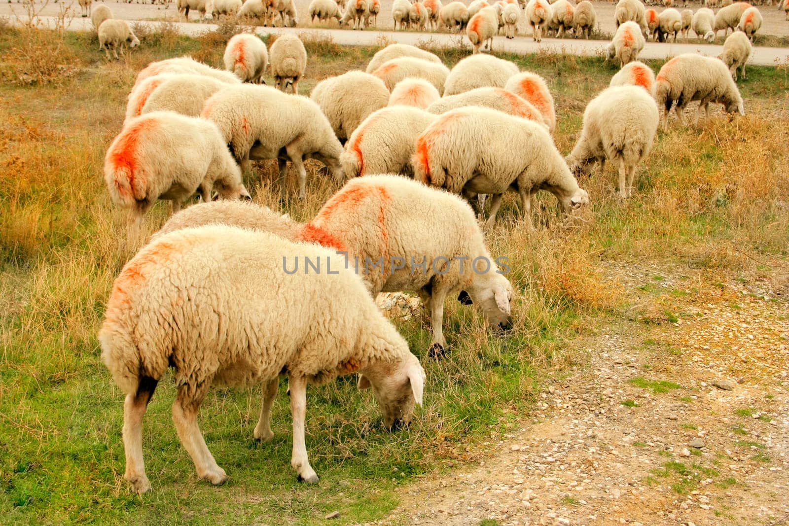 sheep grazing