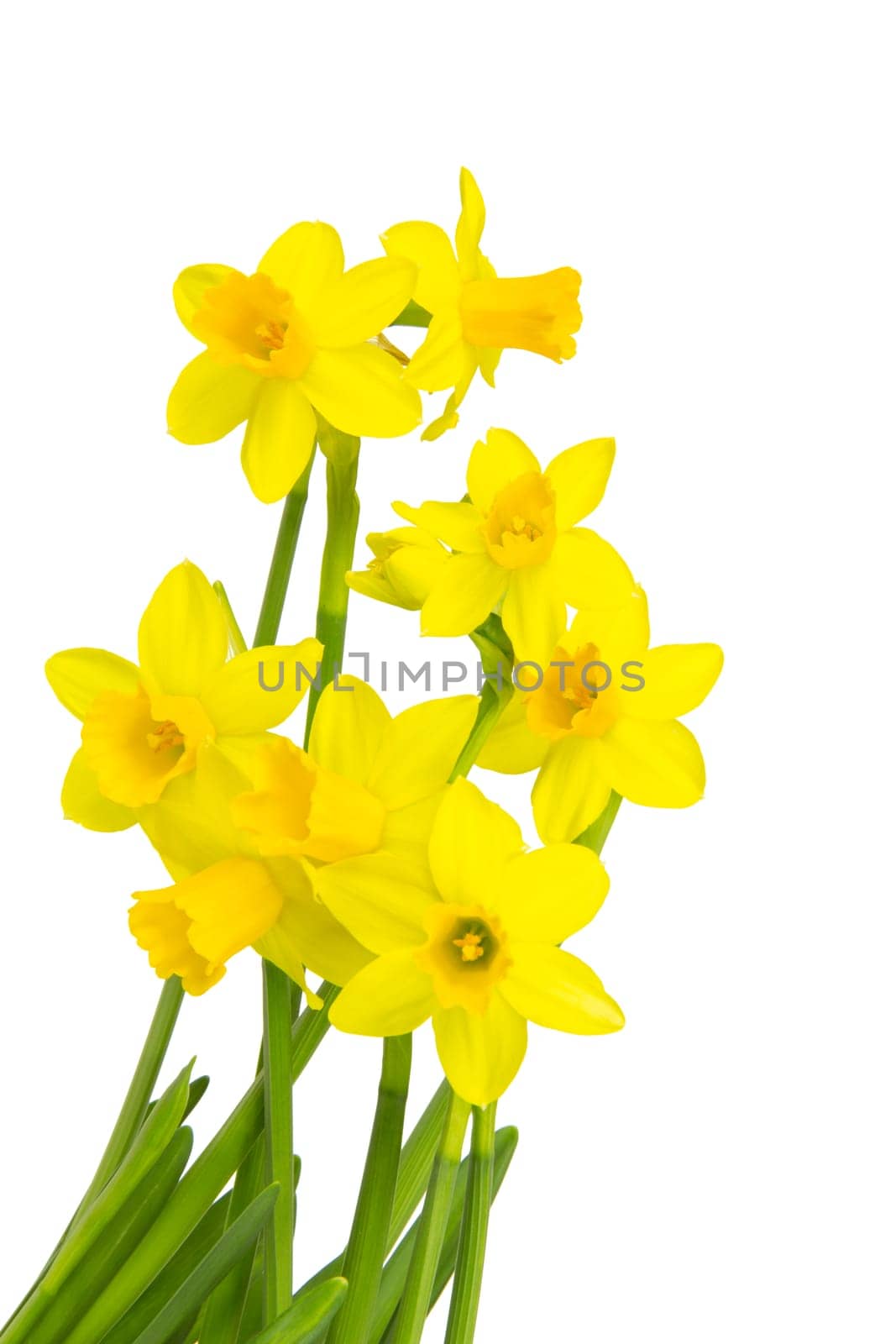 Blooming daffodils daffodils in spring