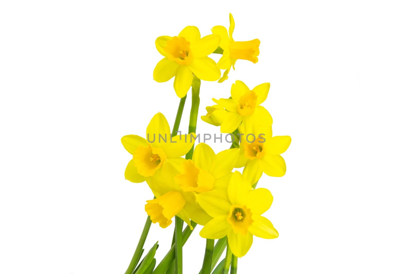 Blooming daffodils daffodils in spring