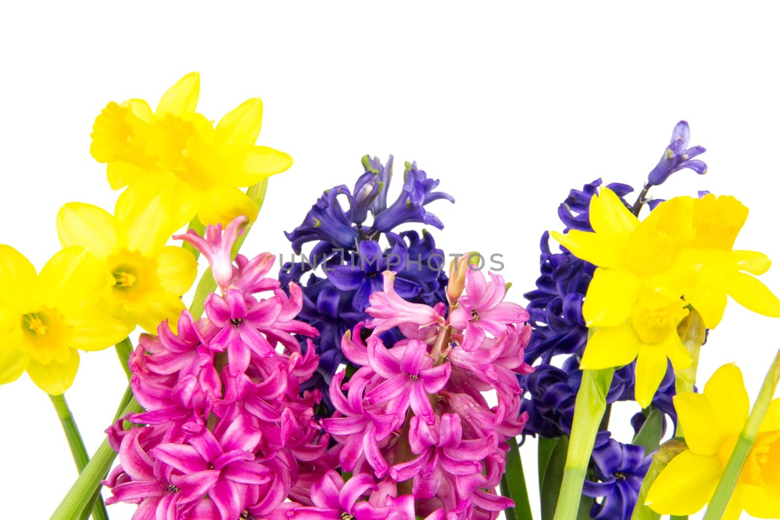 Colorful hyacinths and daffodils bloom in spring