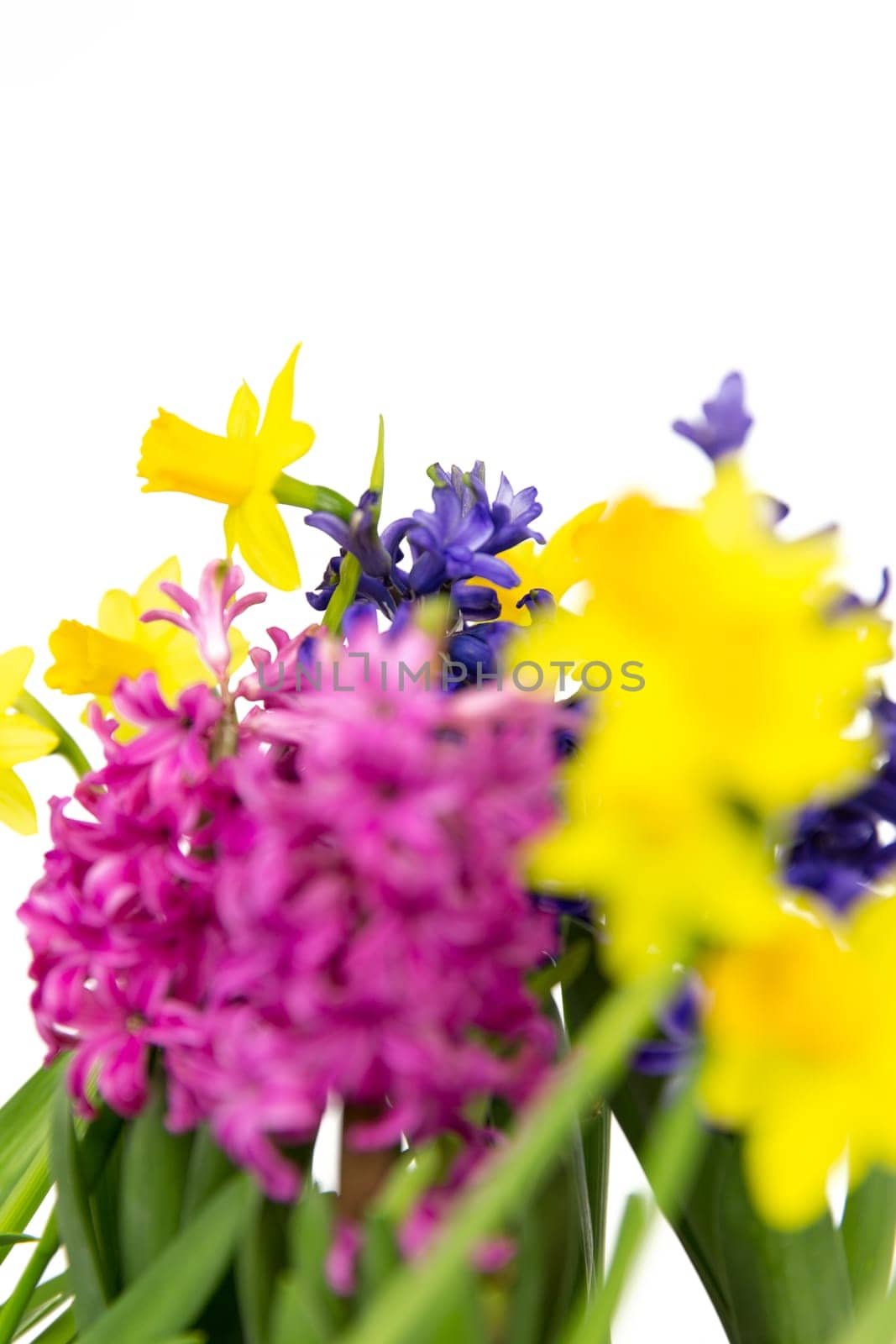 Colorful hyacinths and daffodils bloom in spring