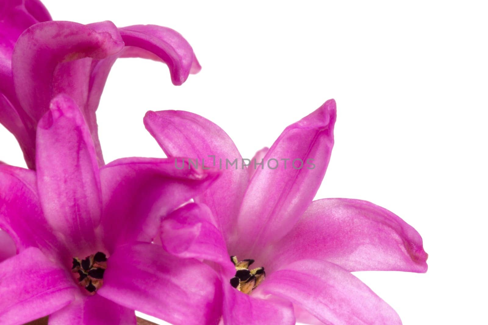 Blooming pink hyacinths as a macro shot