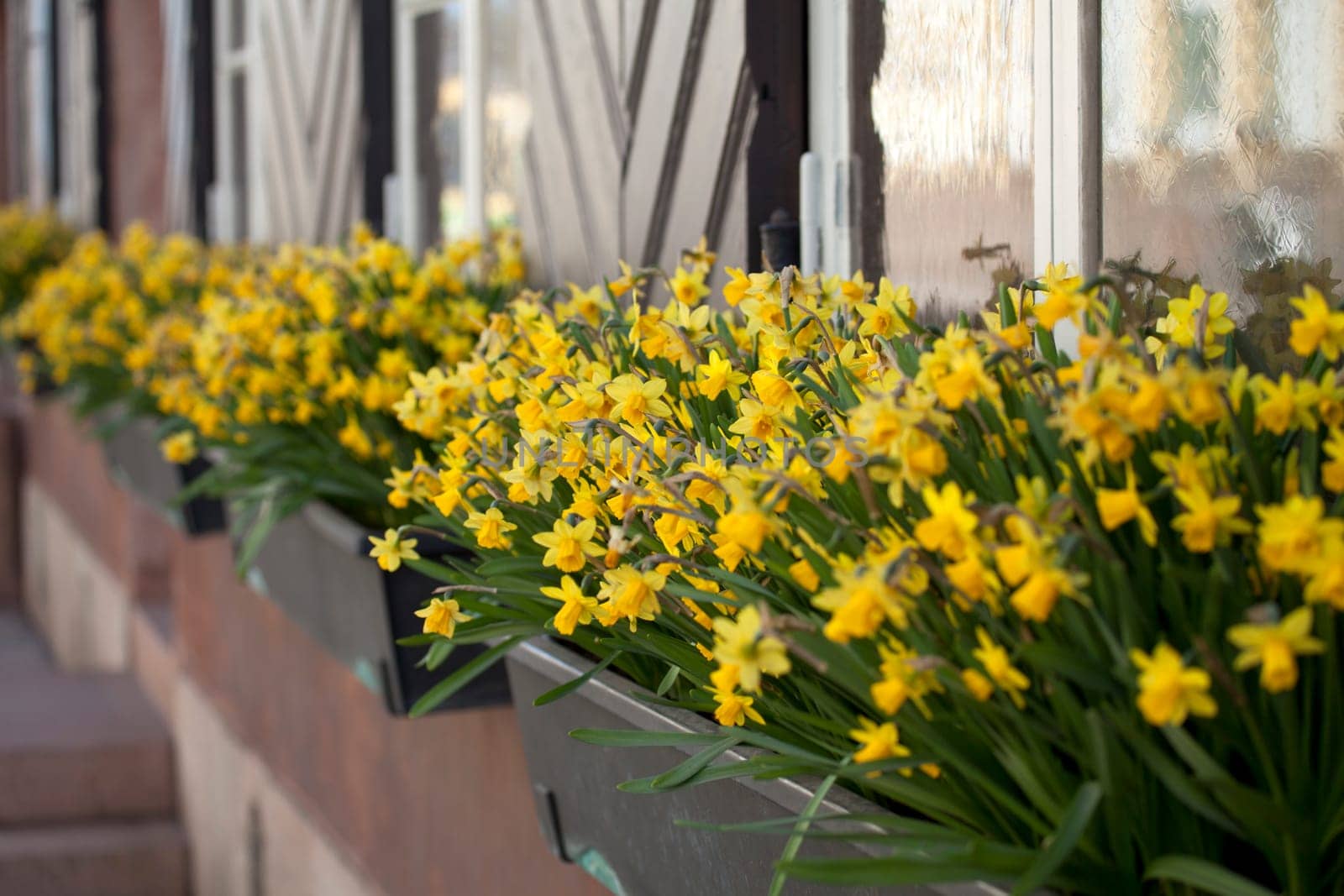 Fowers on window board