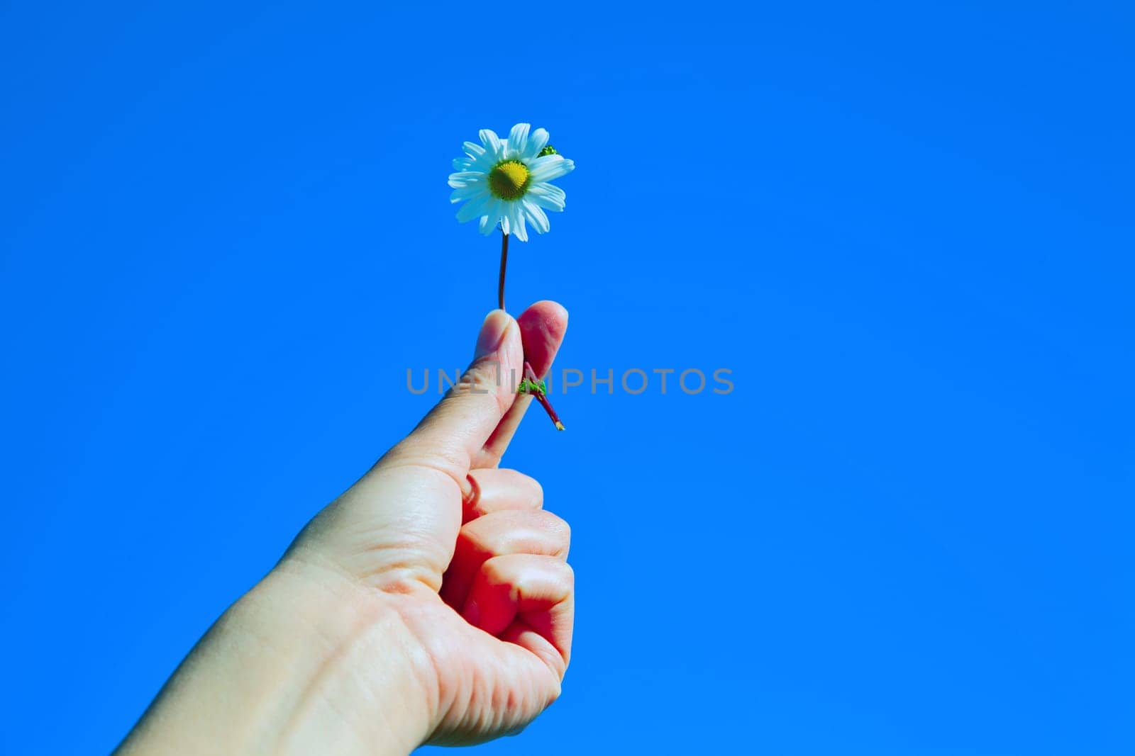 Women's arm holding daisy flower