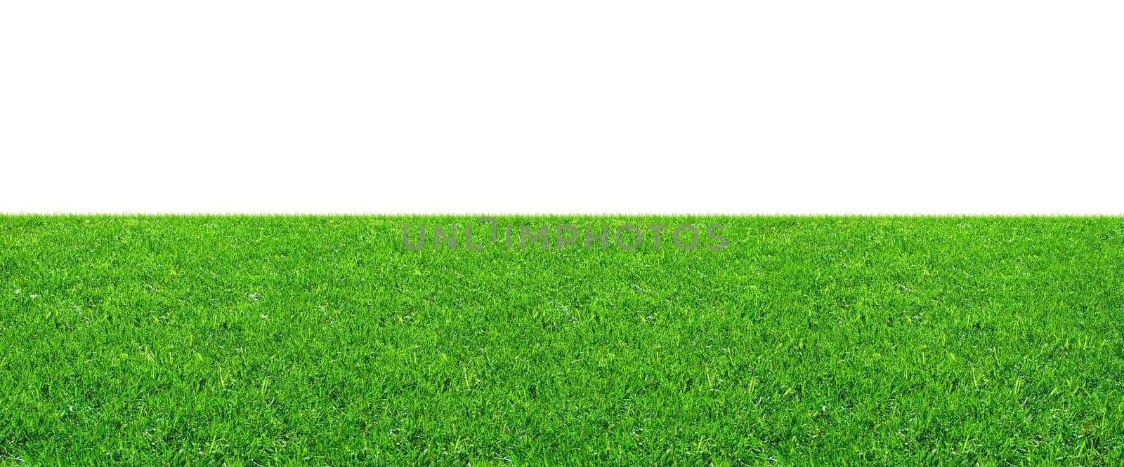 Fresh green grass on isolated white background