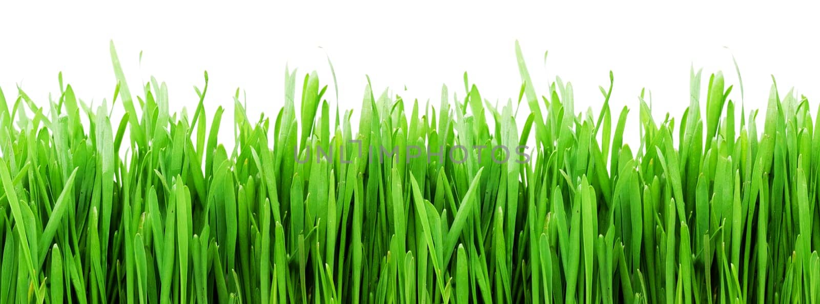Fresh green grass on white background