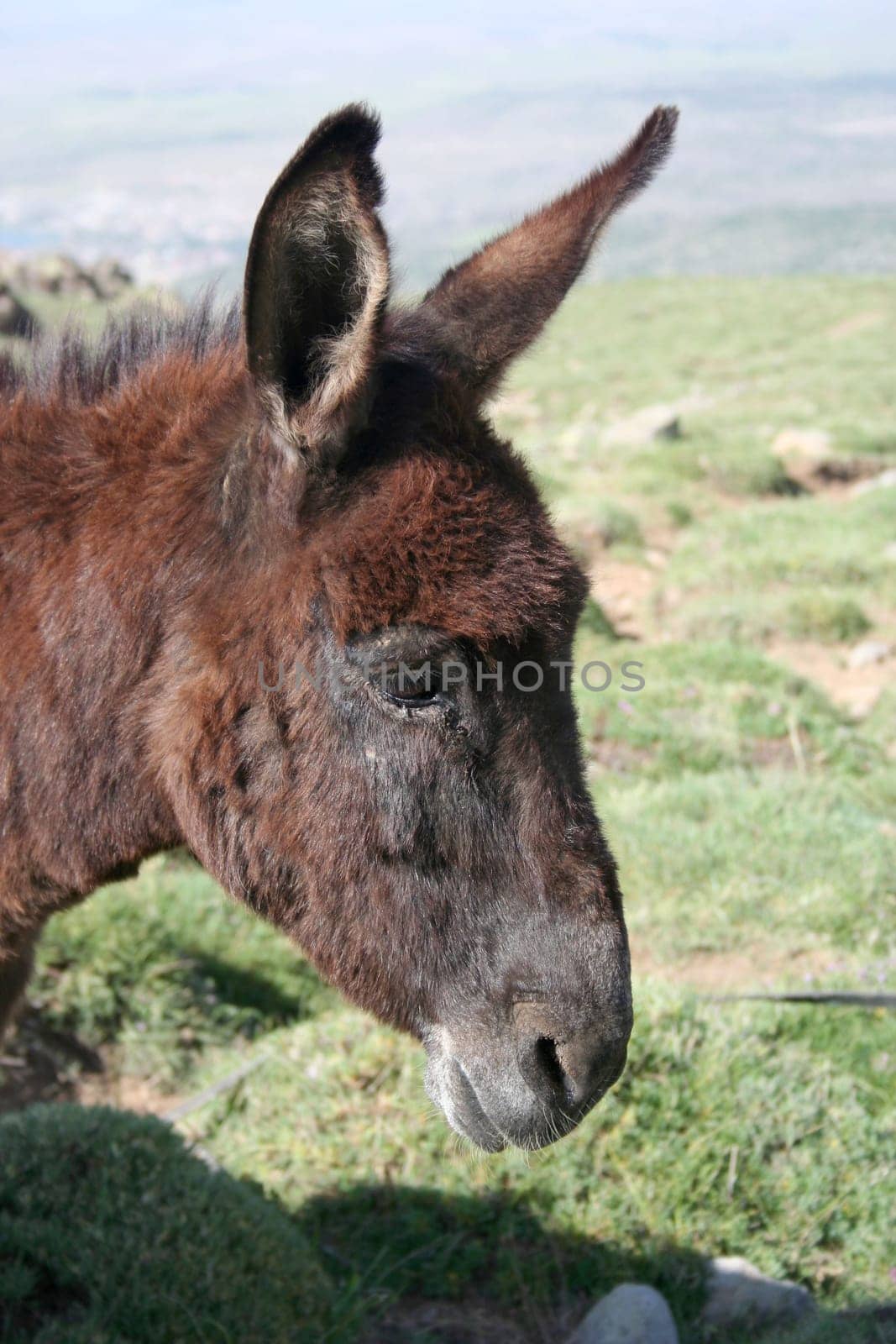 A horse at rural area