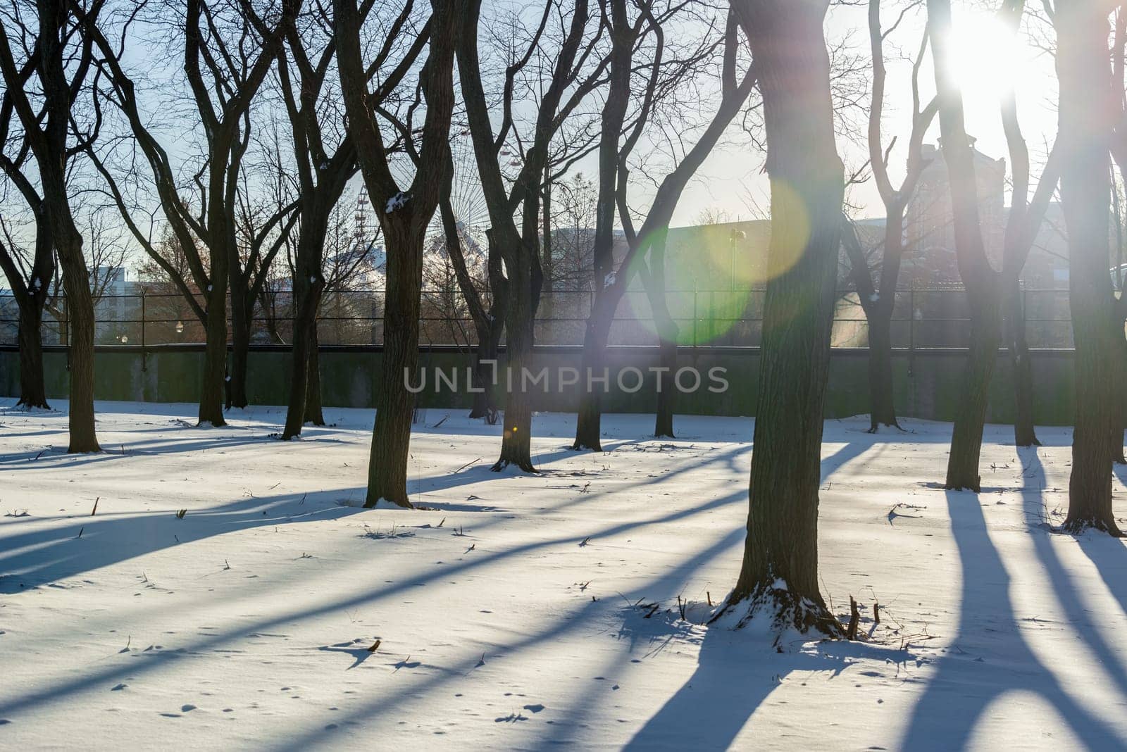 Trees casting long shadows in the snow in a park near downtown Chicago