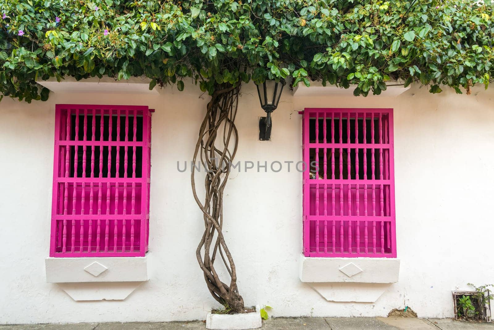 Pink windows and white walls on a colonial building in the historic center of Cartagena, Colombia