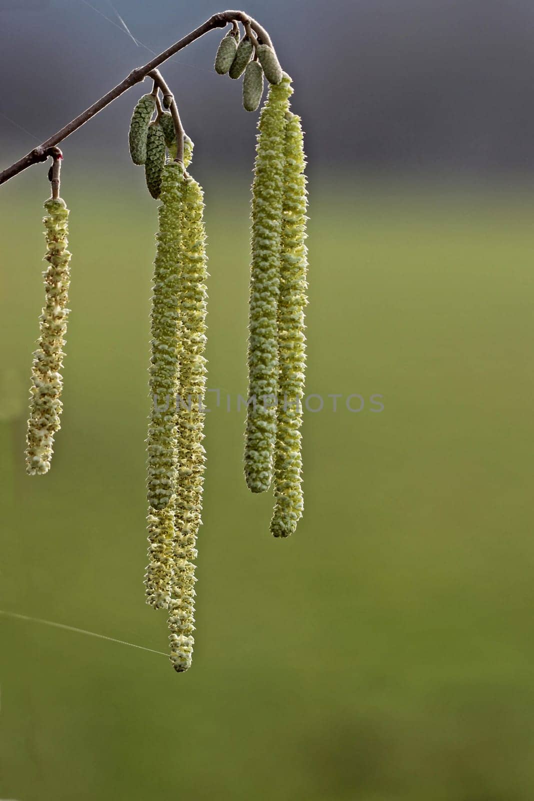 Male catkins of the hazel bush (Corylus avellana)