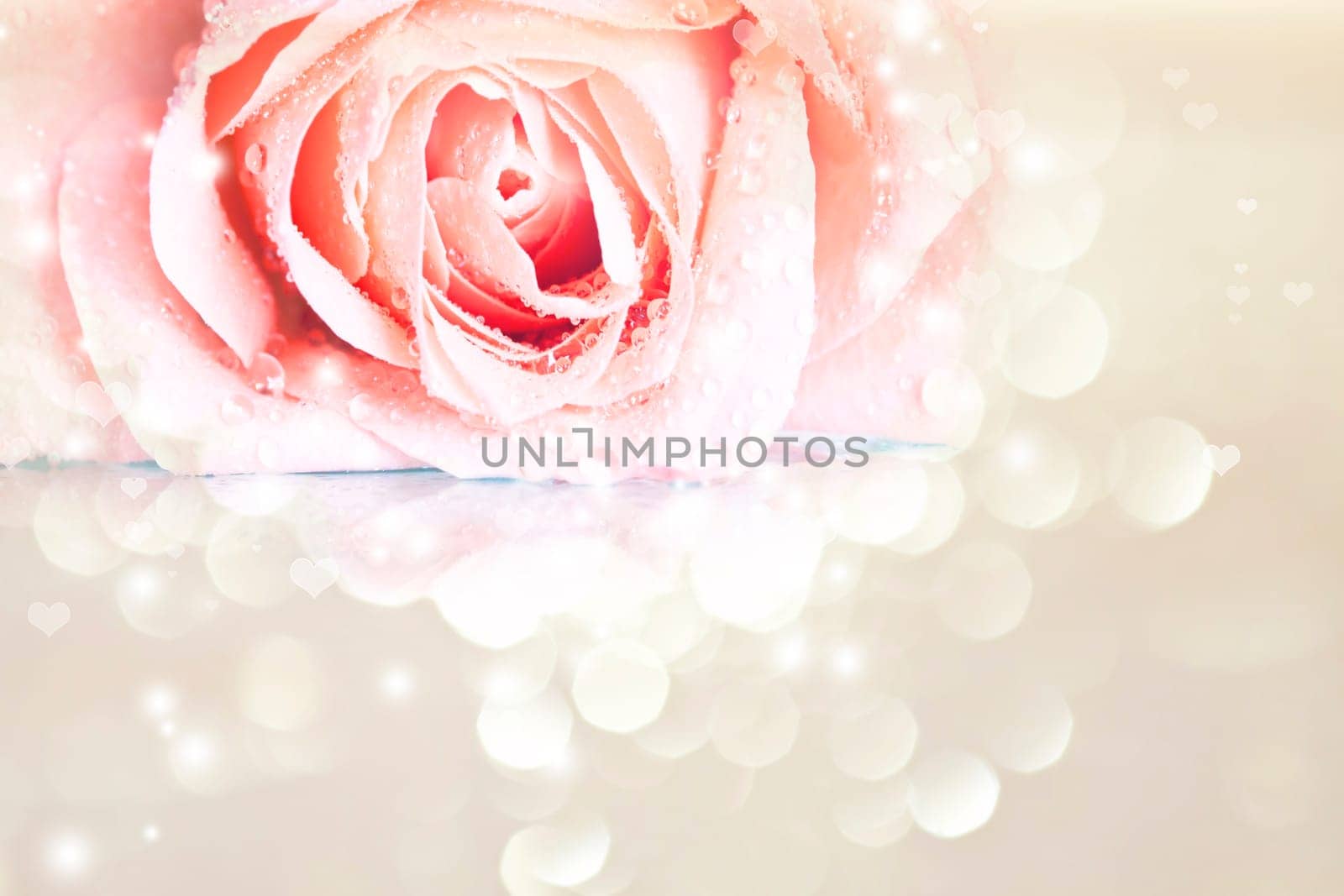 Rose on pink blurred background