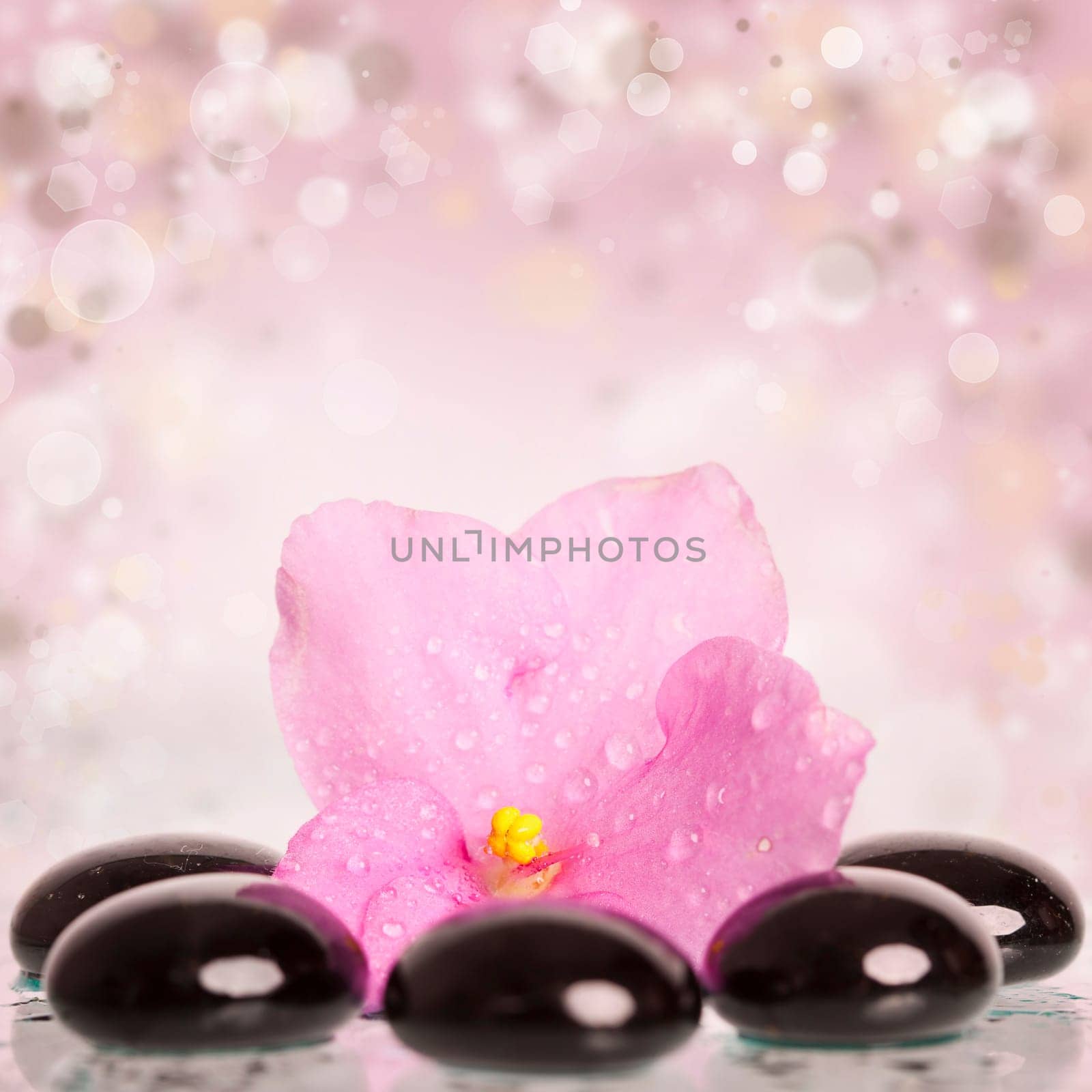 Black spa stones and pink flower on colorful spring background