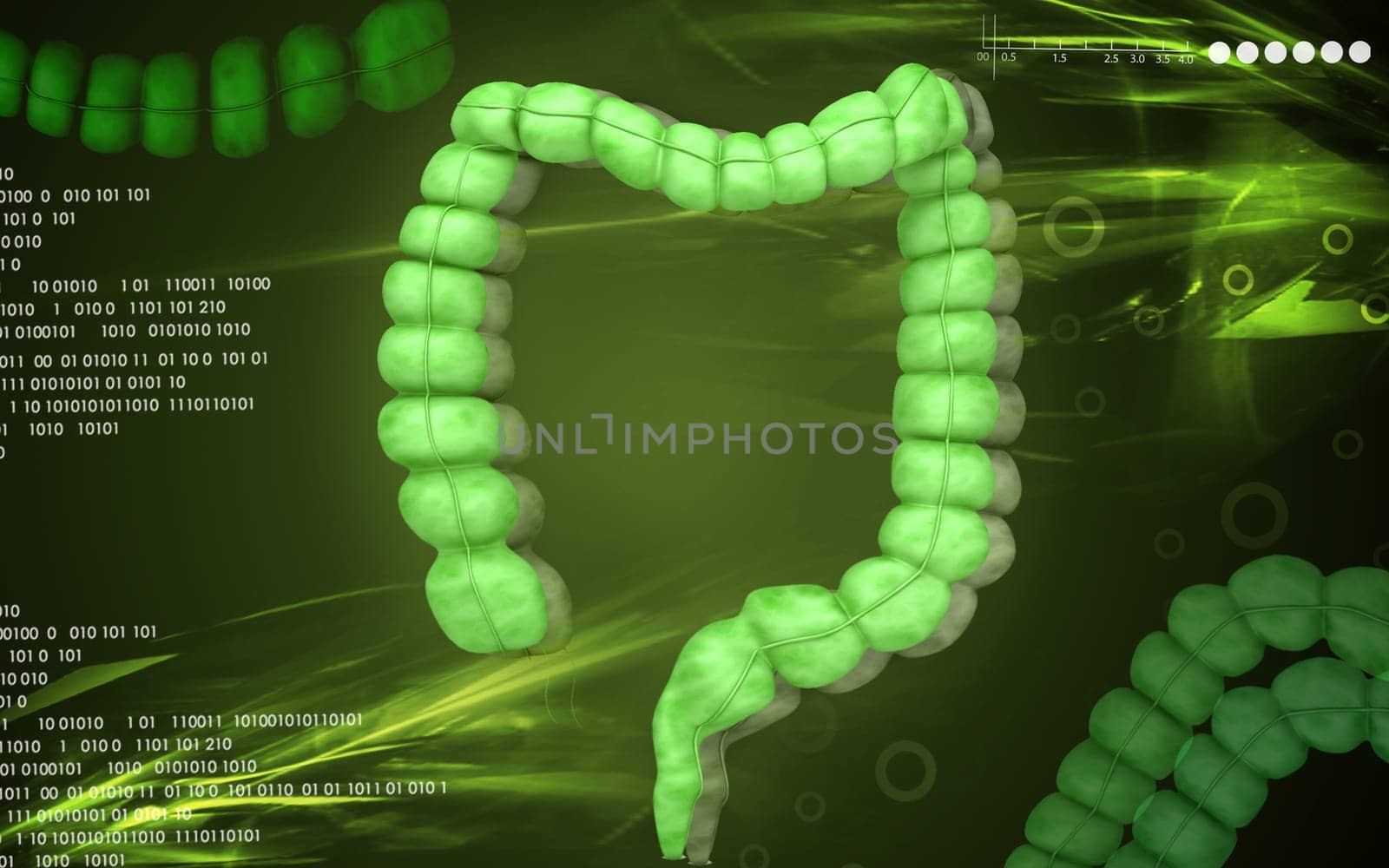 Digital illustration of Intestine in colour background