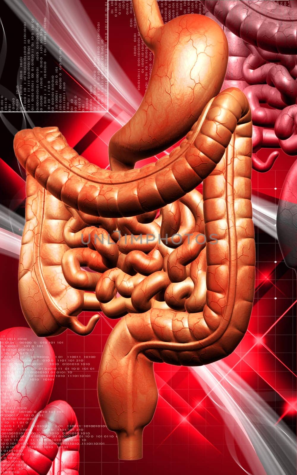 Digital illustration of human digestive system in colour background