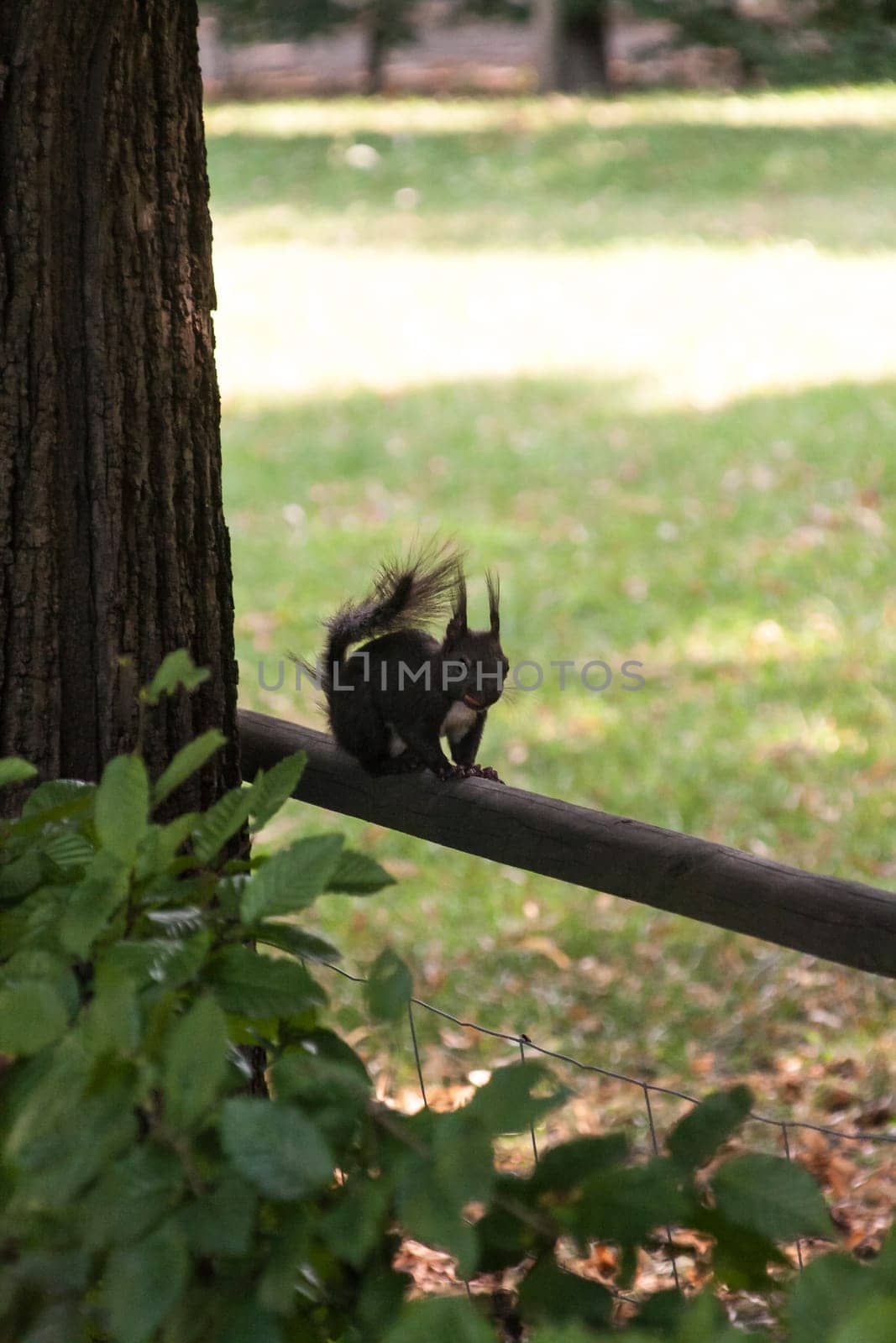 Black squirrel with white chest from the side