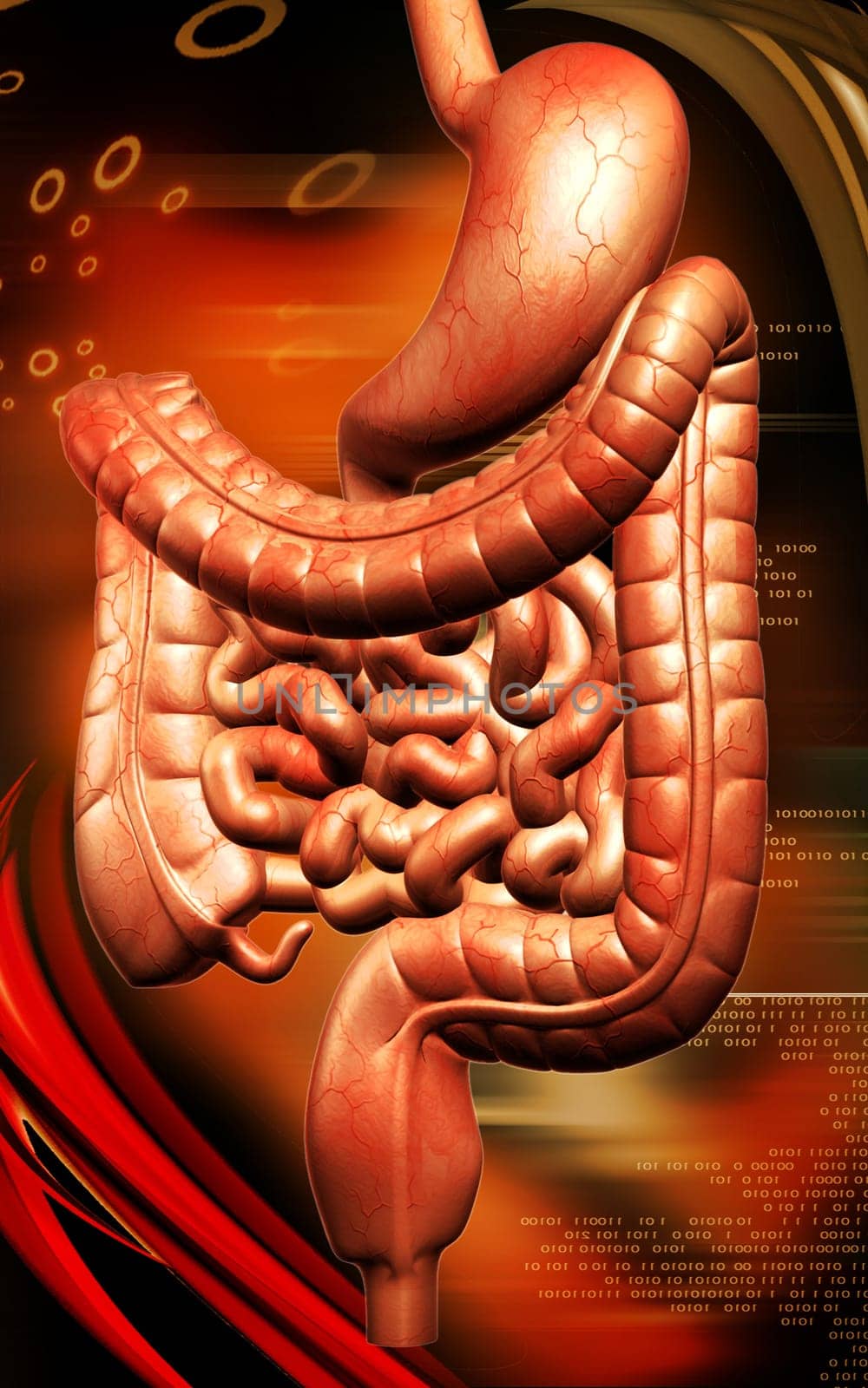 Digital illustration of human digestive system in colour background