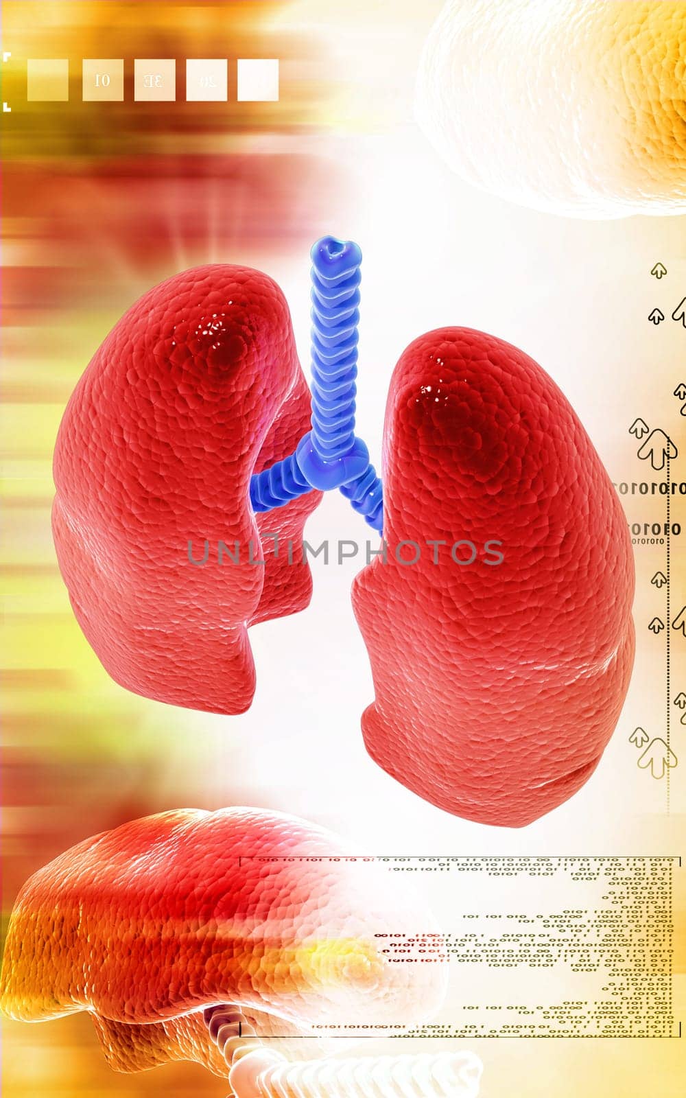 Digital illustration of human lungs in colour background