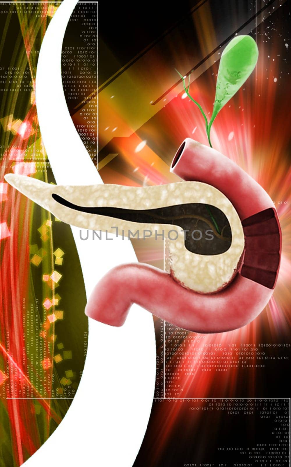 Digital illustration of pancreas in colour background