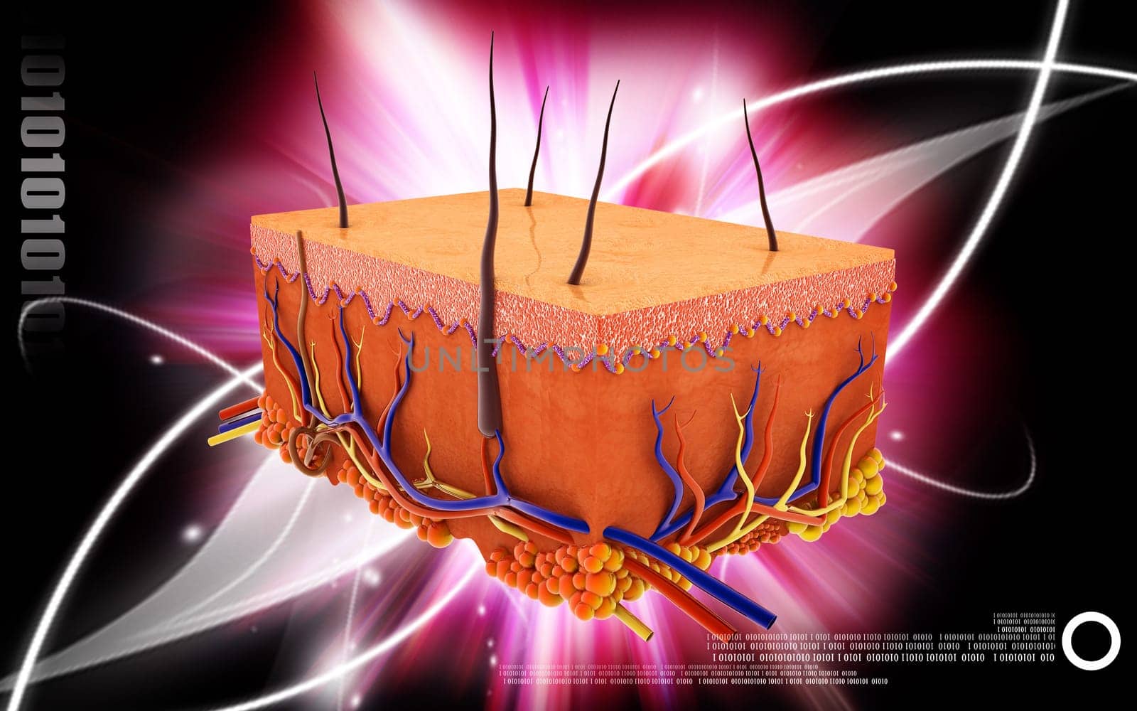 Digital illustration of Skin in colour background
