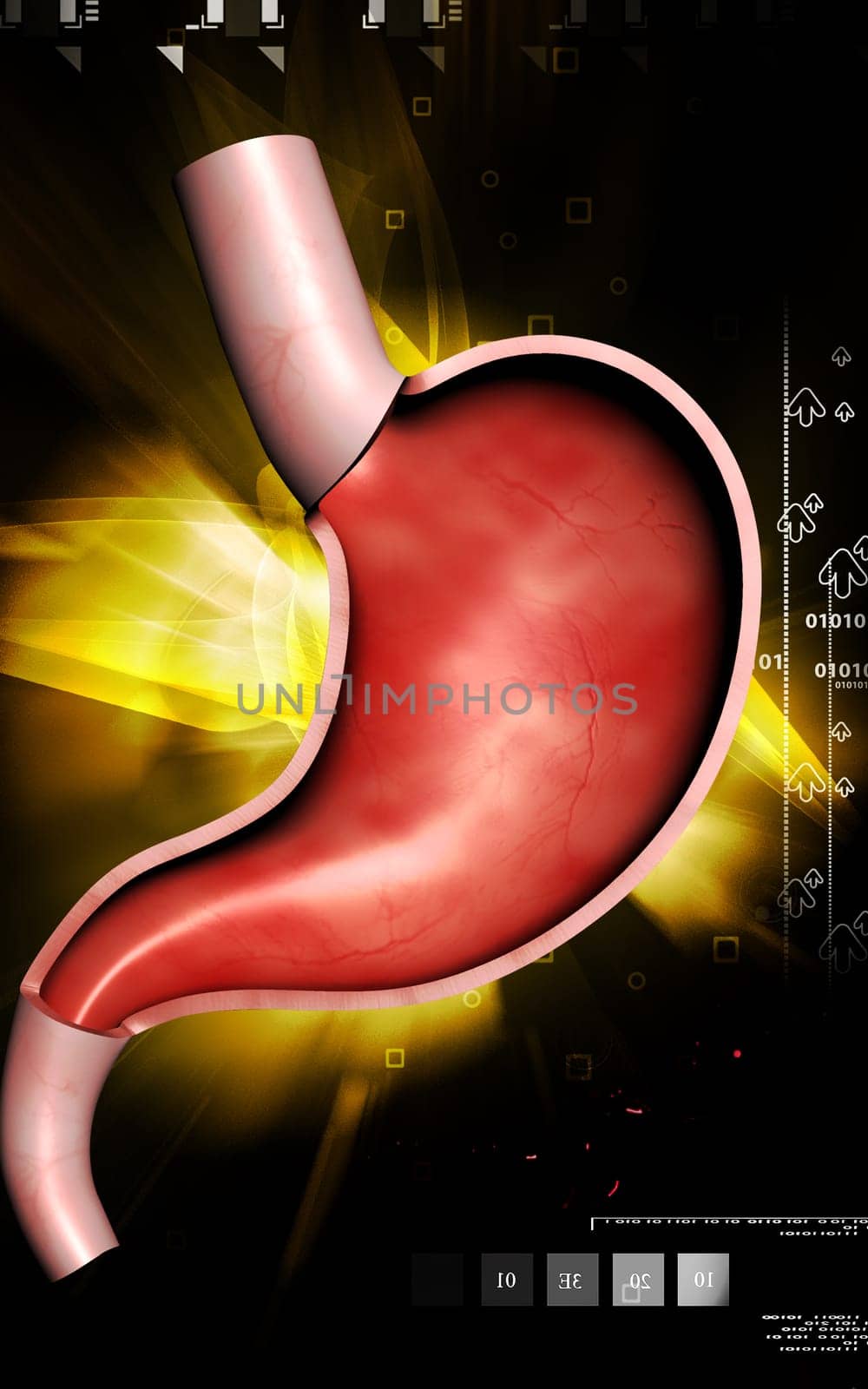 Digital illustration of stomach in colour background