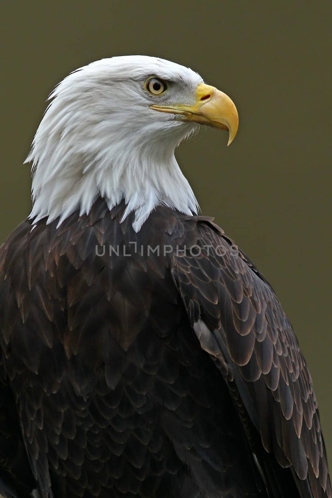The bald eagle (Haliaeetus leucocephalus)