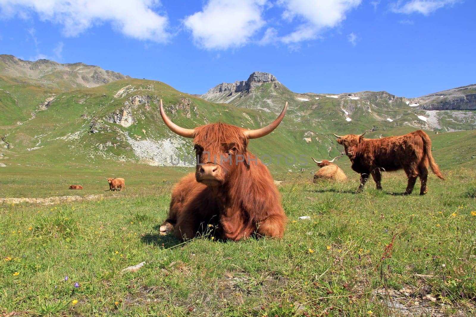 Scottish Highland cattle in the mountains
