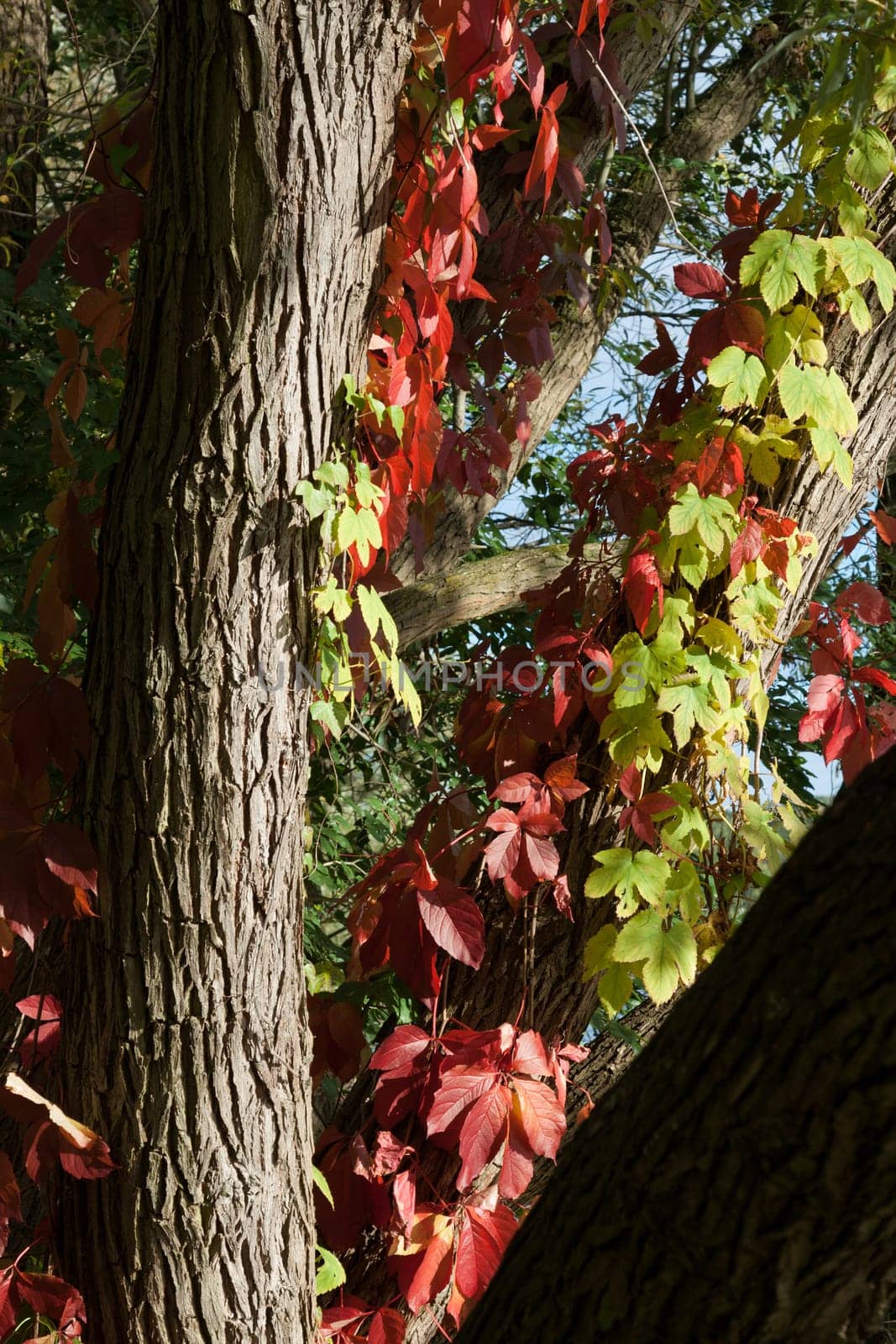 Vine-entwined trees by the lake