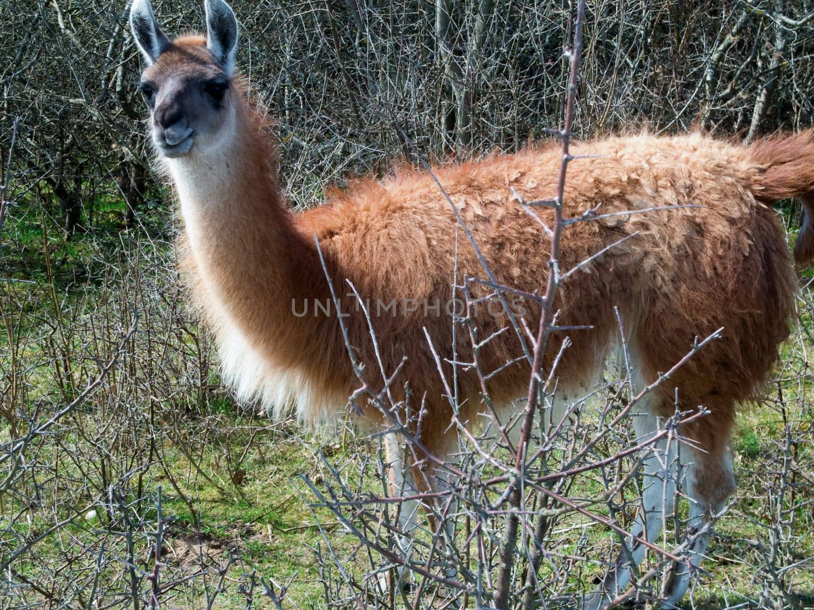 brown llama (Lama glama) looking into the camera behind thorny bare shrub