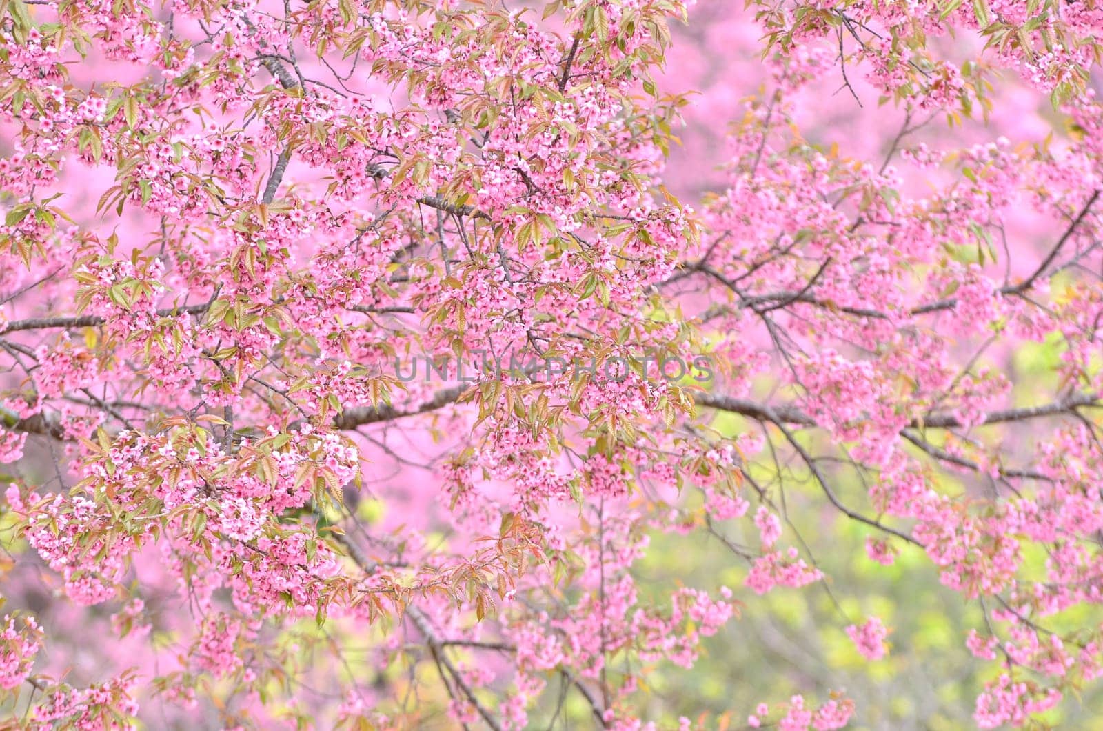 beautiful wild himalayan cherry flower ( Prunus cerasoides )