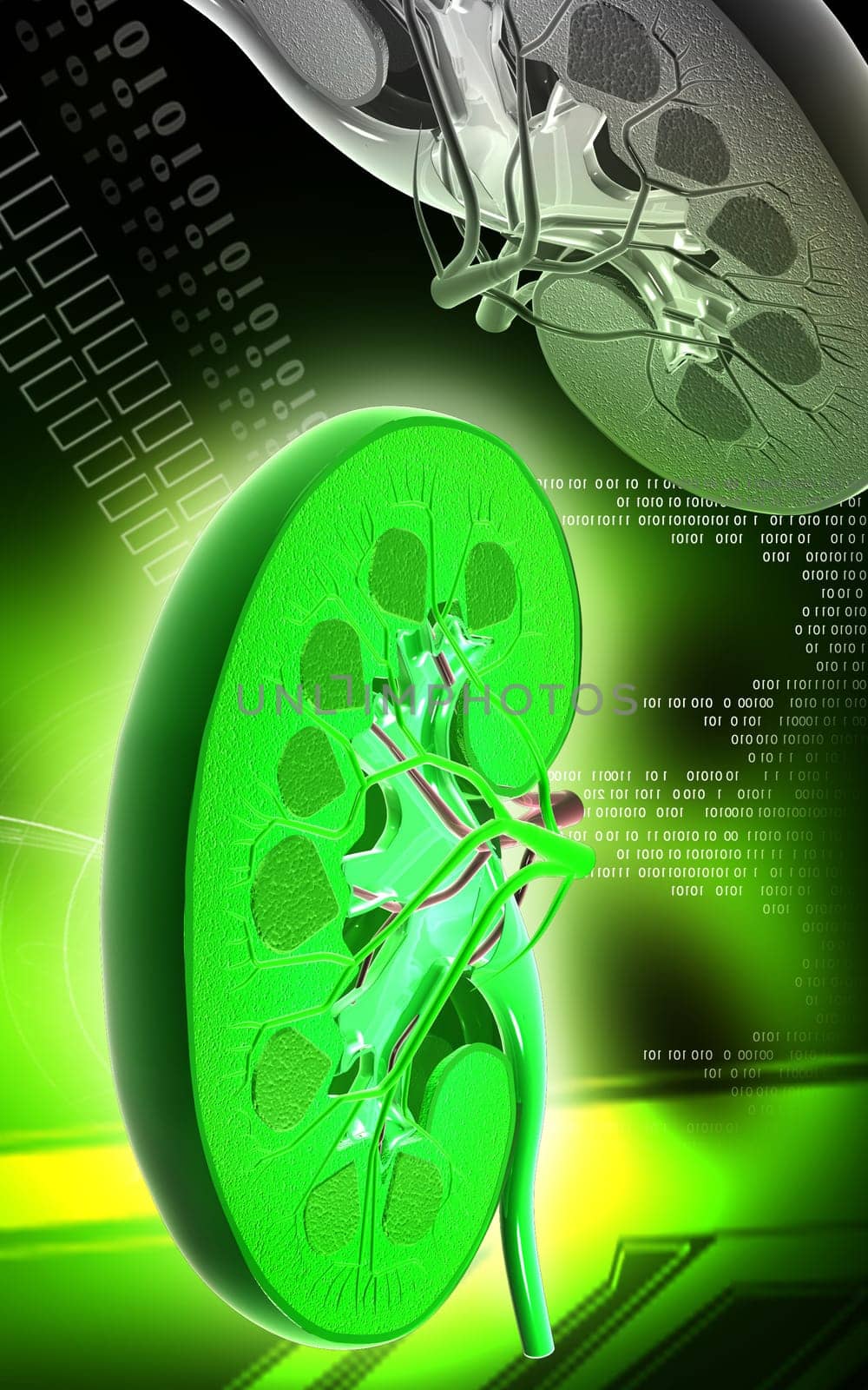 Digital illustration of kidney in colour background