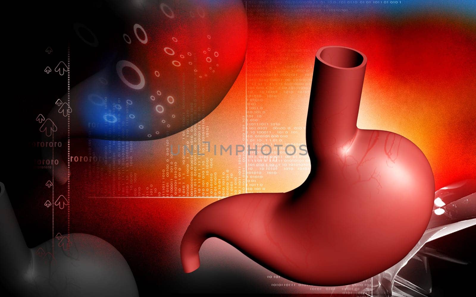 Digital illustration of stomach in colour background