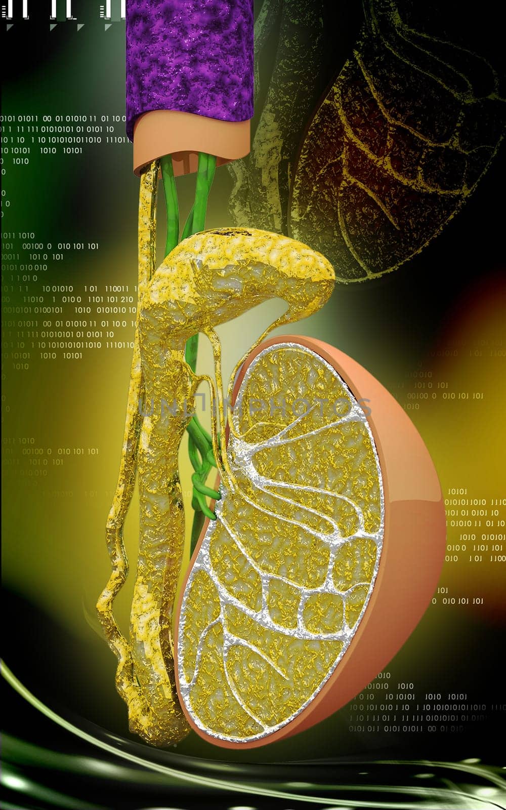 Digital illustration of kidney in colour background