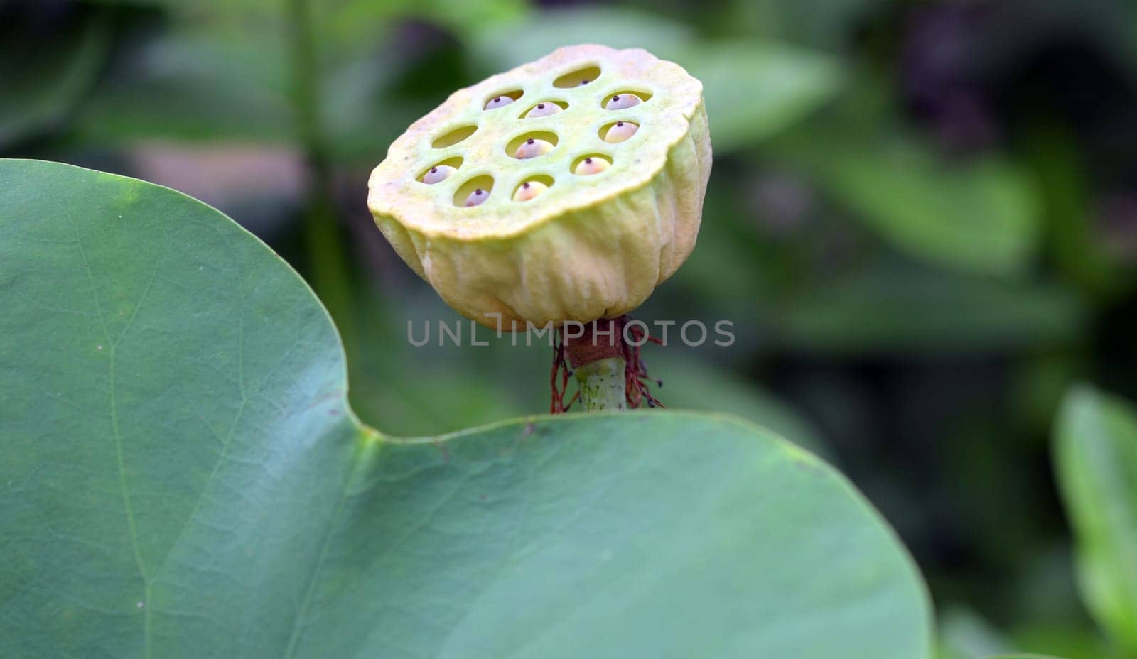 Lotus fruit