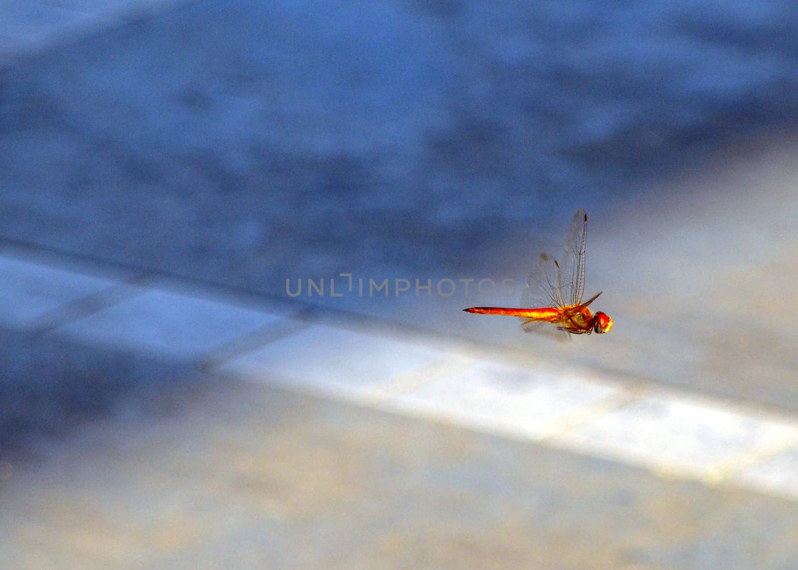 Flying dragonfly