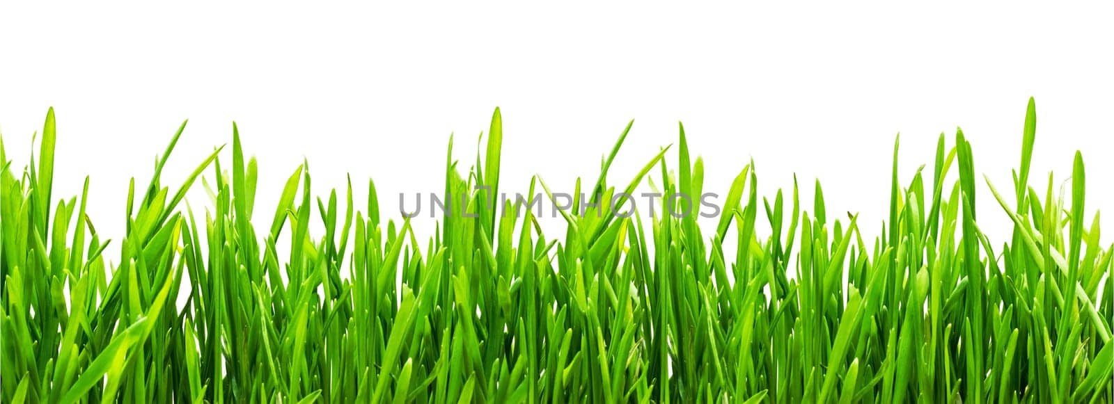Fresh green grass on white background