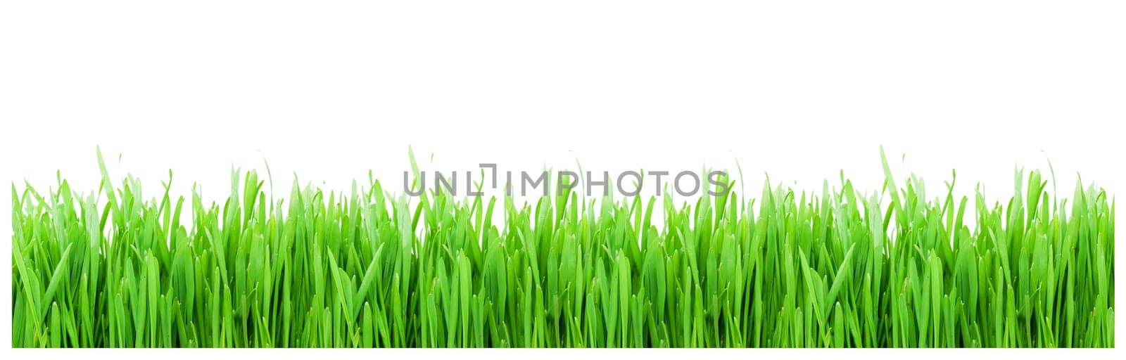 Green grass on white background