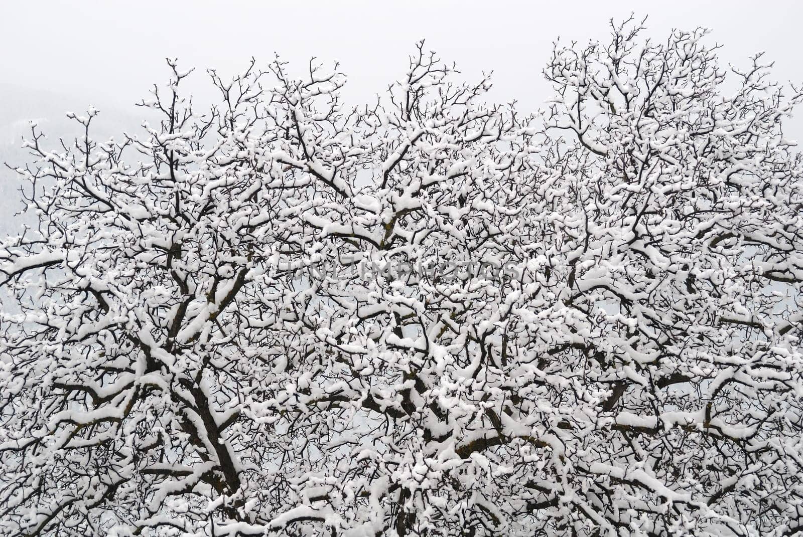 Snowfall 1
