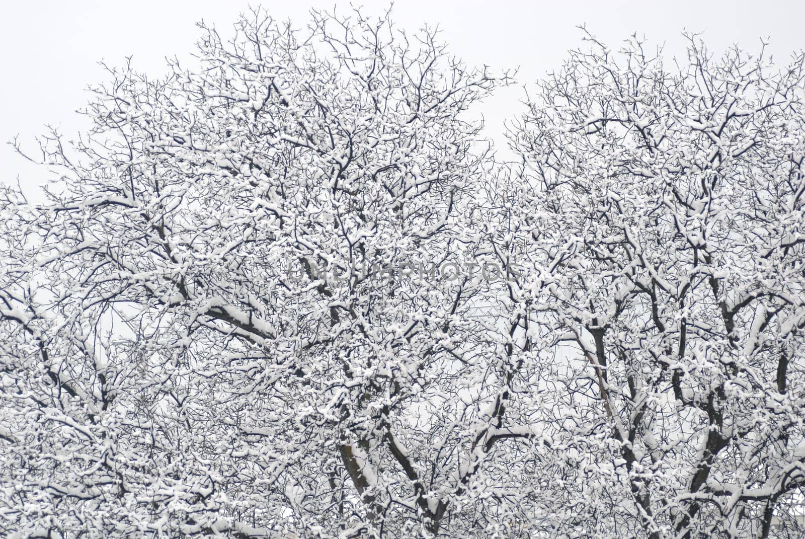 Snowfall 3