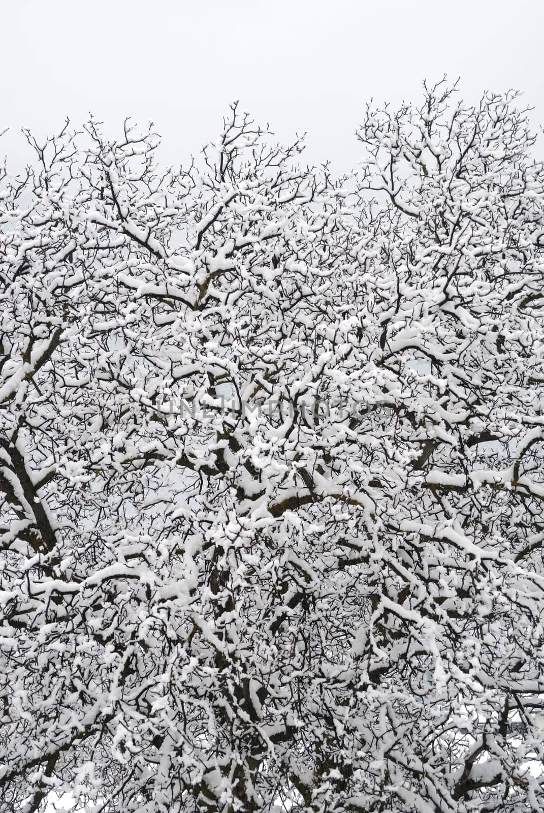 Snowfall 2