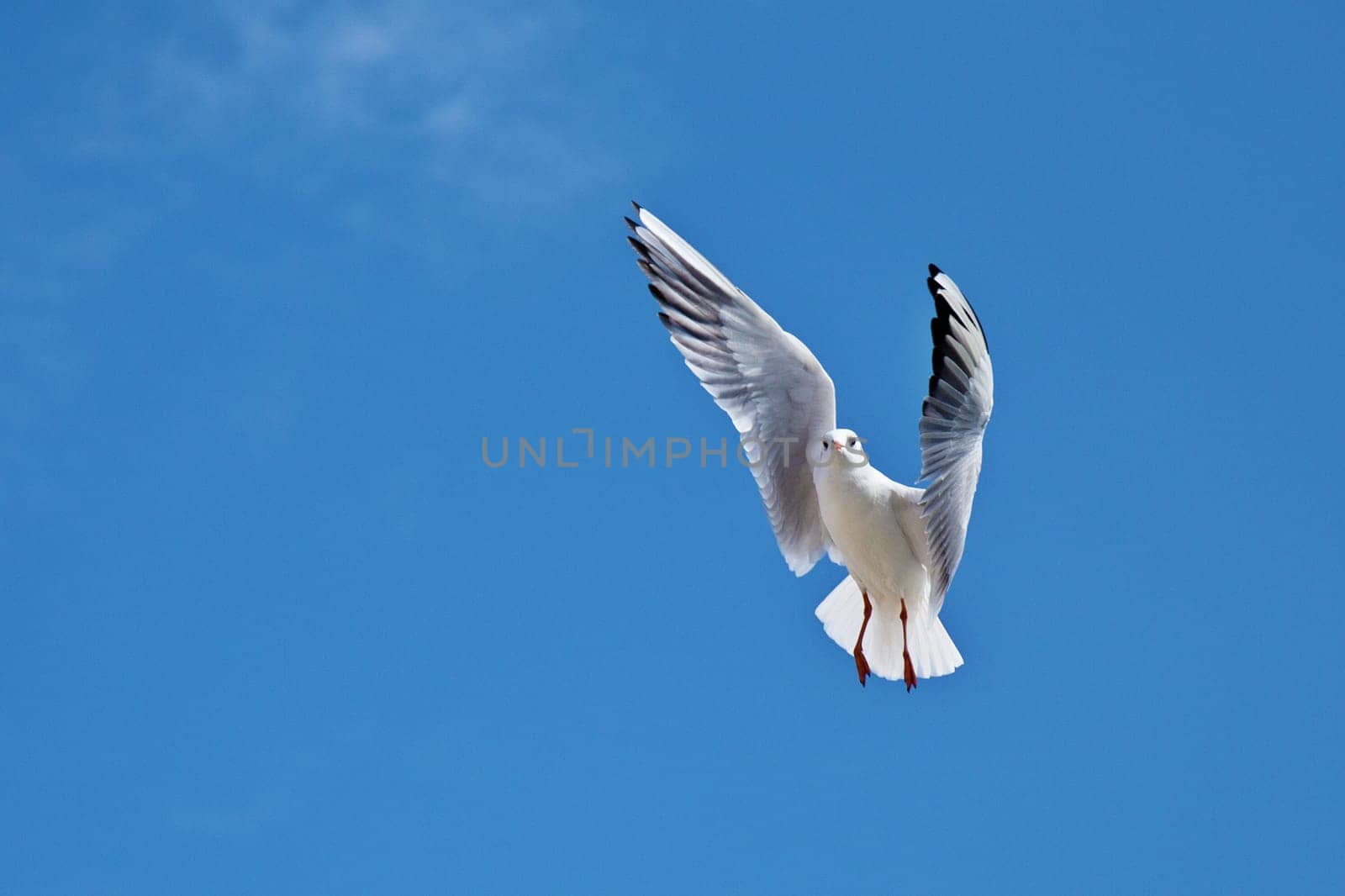 Seagull in the blue sky with wings spread open