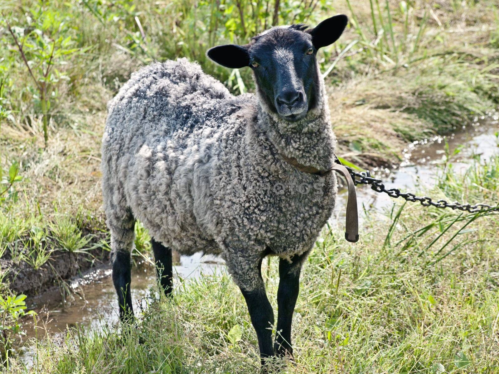 Tethered suffolk sheep on the pasture