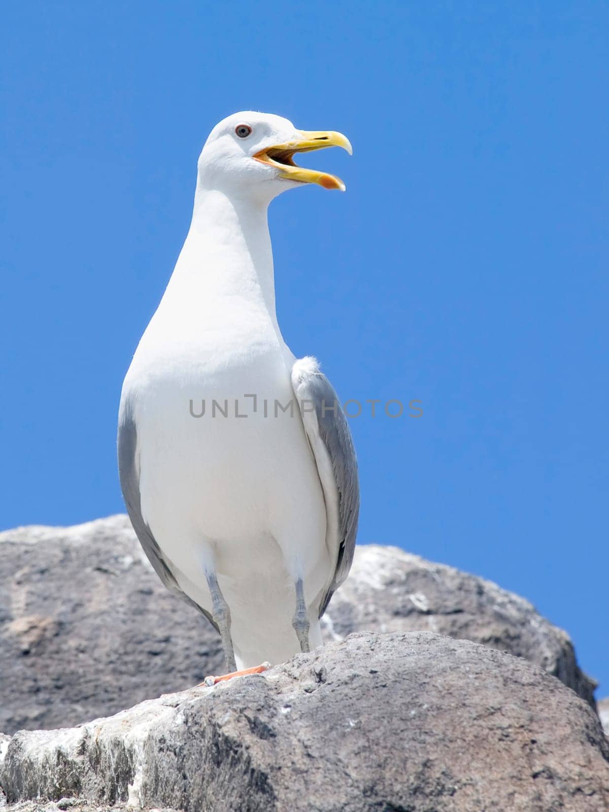 Close-up of a seagull sitting on the rock